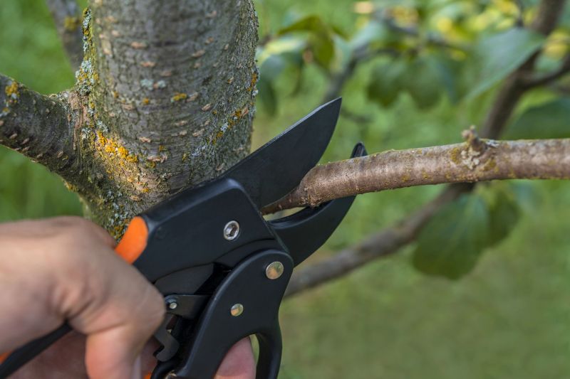 Pear Trees Pruning