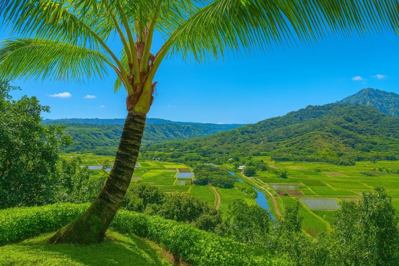Queen Palm Tree Trimming