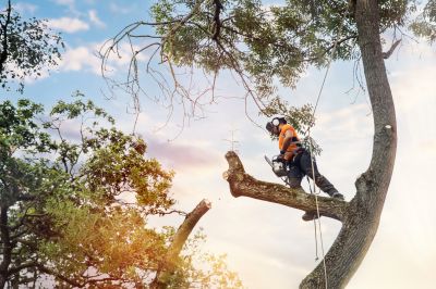 Arborist Performing Tree Inspection