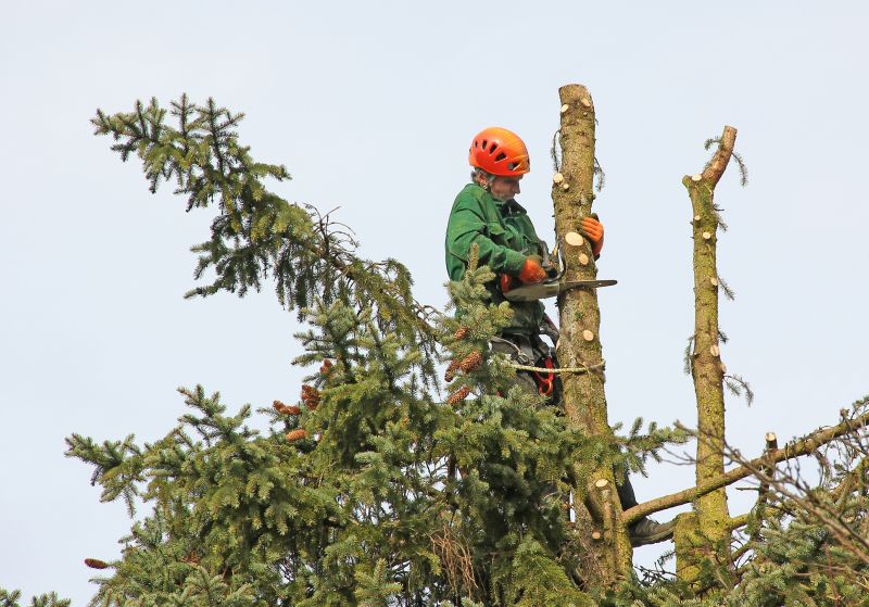 Seasonal Tree Care