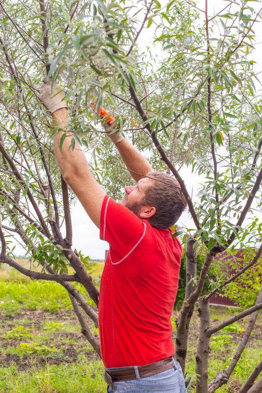 Spring Tree Trimming