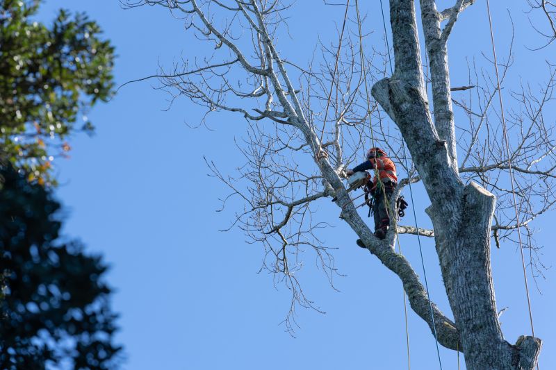 Specialized Tree Pruning