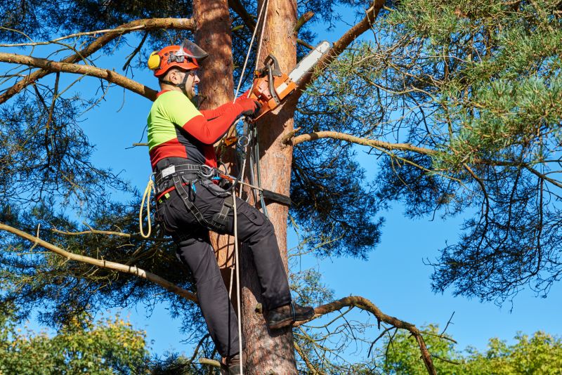 Tree Removal Experts